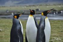 Pinguins rei confraternizam em Salisbury Plain, na Geórgia do Sul